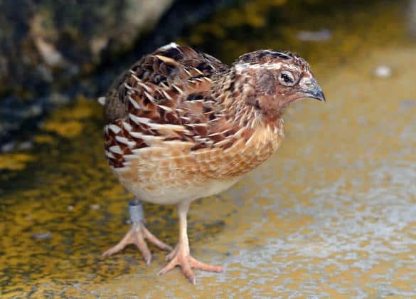 動物図鑑・二ホンウズラ